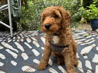 Selah Doodles John Coltrane, a male Australian Labradoodle for sale in Virginia Beach, VA – 2 of 6