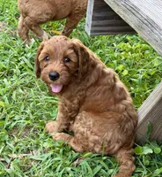 Selah Doodles Miles Davis, a male Australian Labradoodle for sale in Virginia Beach, VA – 2 of 9