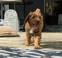 Selah Doodles John Coltrane, a male Australian Labradoodle for sale in Virginia Beach, VA – 3 of 6