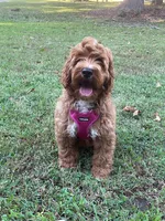 Selah Doodles Billie Holiday, a female Australian Labradoodle for sale in Virginia Beach, VA – 5 of 6