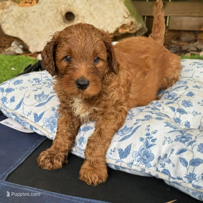 Selah Doodles John Coltrane – Australian Labradoodle puppy for sale in Virginia Beach, VA