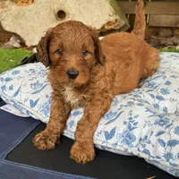Selah Doodles John Coltrane, a male Australian Labradoodle for sale in Virginia Beach, VA – 1 of 4
