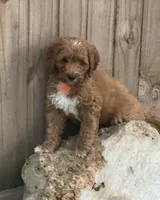 Selah Doodles Billie Holiday, a female Australian Labradoodle for sale in Virginia Beach, VA – 2 of 6