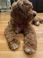 Selah Doodles Billie Holiday, a female Australian Labradoodle for sale in Virginia Beach, VA – 6 of 6