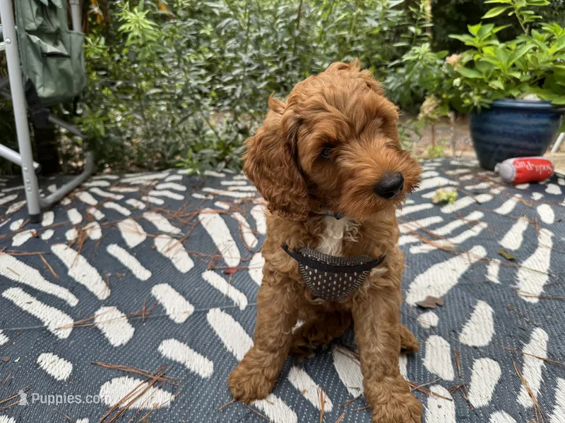 Selah Doodles John Coltrane – Australian Labradoodle puppy for sale in Virginia Beach, VA