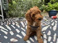 Selah Doodles John Coltrane, a male Australian Labradoodle for sale in Virginia Beach, VA – 1 of 6