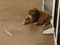 Selah Doodles Billie Holiday, a female Australian Labradoodle for sale in Virginia Beach, VA – 4 of 6