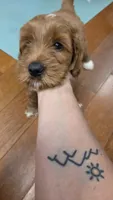 Selah Doodles John Coltrane, a male Australian Labradoodle for sale in Virginia Beach, VA – 4 of 4