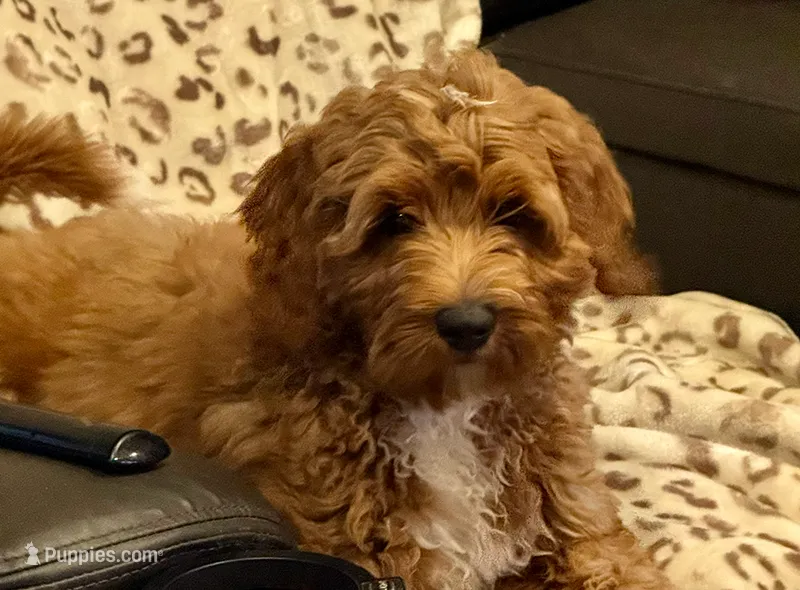 Selah Doodles Billie Holiday – Australian Labradoodle puppy for sale in Virginia Beach, VA