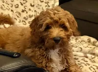Selah Doodles Billie Holiday, a female Australian Labradoodle for sale in Virginia Beach, VA – 1 of 6