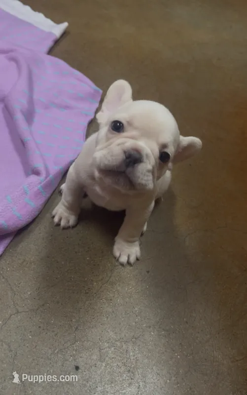 Boy frenchie – French Bulldog puppy for sale in Canton, OH