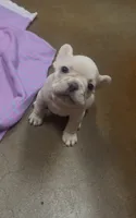 Boy frenchie, a male French Bulldog for sale in Canton, OH – 1 of 2