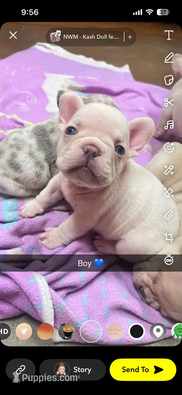 Boy puppy – French Bulldog puppy for sale in Canton, OH