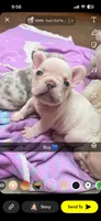 Boy puppy, a male French Bulldog for sale in Canton, OH – 1 of 1