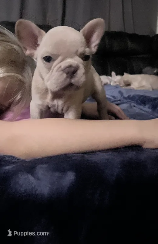 Girl frenchie – French Bulldog puppy for sale in Canton, OH