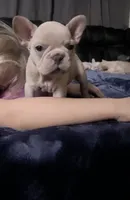 Girl frenchie, a female French Bulldog for sale in Canton, OH – 1 of 1