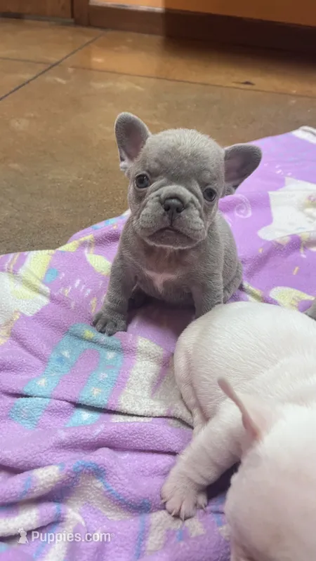 Girl – French Bulldog puppy for sale in Canton, OH