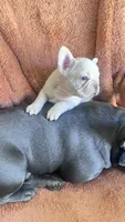 Boy frenchie, a male French Bulldog for sale in Canton, OH – 2 of 2