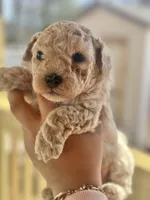 Luca, a male Maltipoo for sale in Kannapolis, NC – Photo 3 of 6