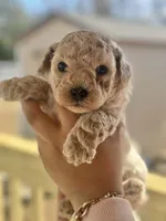 Luca, a male Maltipoo for sale in Kannapolis, NC – Photo 1 of 6