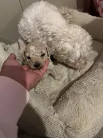 Luca, a male Maltipoo for sale in Kannapolis, NC – Photo 2 of 6