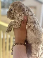 Luca, a male Maltipoo for sale in Kannapolis, NC – Photo 5 of 6