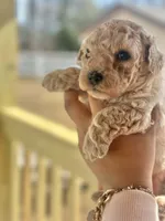 Luca, a male Maltipoo for sale in Kannapolis, NC – Photo 4 of 6