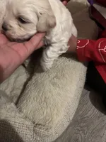 Leo, a male Maltipoo for sale in Kannapolis, NC – Photo 3 of 6