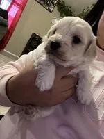 Leo, a male Maltipoo for sale in Kannapolis, NC – Photo 2 of 6