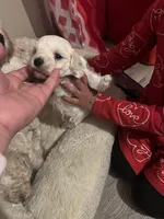 Leo, a male Maltipoo for sale in Kannapolis, NC – Photo 4 of 6