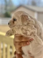 Leo, a male Maltipoo for sale in Kannapolis, NC – Photo 6 of 6