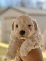 Leo, a male Maltipoo for sale in Kannapolis, NC – Photo 5 of 6