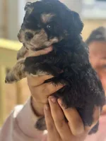 Lily, a female Maltipoo for sale in Kannapolis, NC – Photo 1 of 8