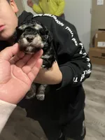 Lily, a female Maltipoo for sale in Kannapolis, NC – Photo 3 of 8