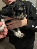 Lily, a female Maltipoo for sale in Kannapolis, NC – Photo 2 of 8