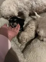 Lily, a female Maltipoo for sale in Kannapolis, NC – Photo 4 of 8