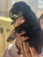 Lily, a female Maltipoo for sale in Kannapolis, NC – Photo 6 of 8