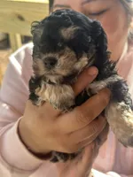 Lily, a female Maltipoo for sale in Kannapolis, NC – Photo 7 of 8