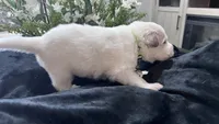 Oak - Green, a male Great Pyrenees for sale in Interlachen, FL – 4 of 4