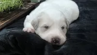 Meadow - Dark Pink, a female Great Pyrenees for sale in Interlachen, FL – 3 of 5