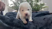Willow - Light Pink Collar, a female Great Pyrenees for sale in Interlachen, FL – 2 of 2