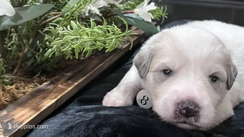 Meadow - Dark Pink – Great Pyrenees puppy for sale in Interlachen, FL