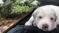 Meadow - Dark Pink, a female Great Pyrenees for sale in Interlachen, FL – 1 of 5