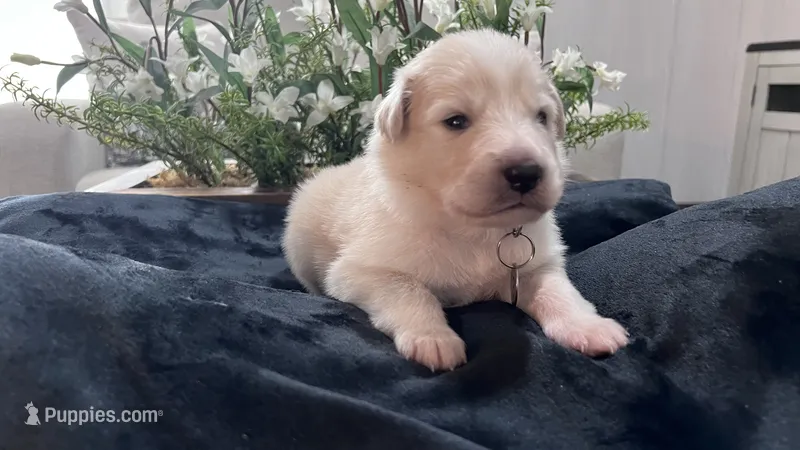 Cypress - Gary Collar – Great Pyrenees puppy for sale in Interlachen, FL