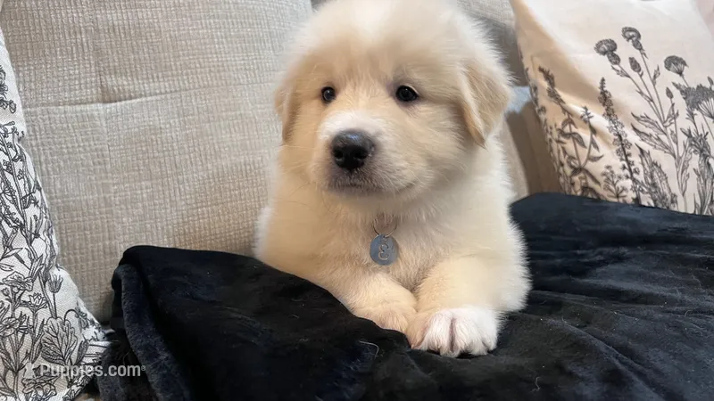 Cypress - Gray Collar – Great Pyrenees puppy for sale in Interlachen, FL