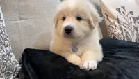 Cypress - Gray Collar, a male Great Pyrenees for sale in Interlachen, FL – 1 of 7