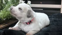 Meadow - Dark Pink, a female Great Pyrenees for sale in Interlachen, FL – 5 of 5