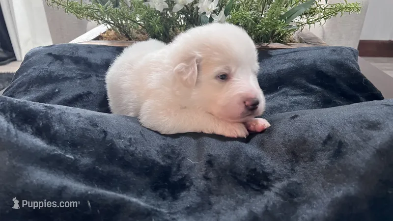 Willow - Light Pink Collar – Great Pyrenees puppy for sale in Interlachen, FL