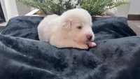 Willow - Light Pink Collar, a female Great Pyrenees for sale in Interlachen, FL – 1 of 2