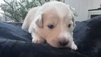 Cypress - Gary Collar, a male Great Pyrenees for sale in Interlachen, FL – 4 of 4